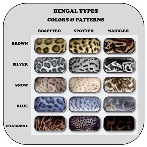 A Deep Dive into Bengal Cat Coat Colors and Patterns - Unraveling the ...