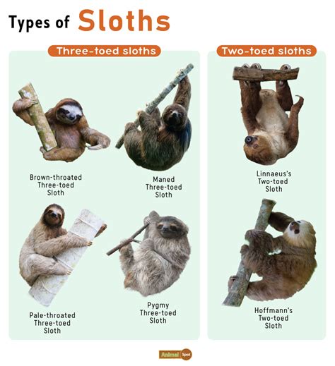 Sloth Facts, Types, Diet, Reproduction, Classification, Pictures