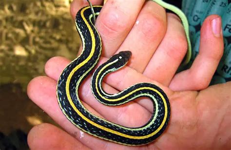 Garter Snake - Description, Habitat, Image, Diet, and Interesting Facts