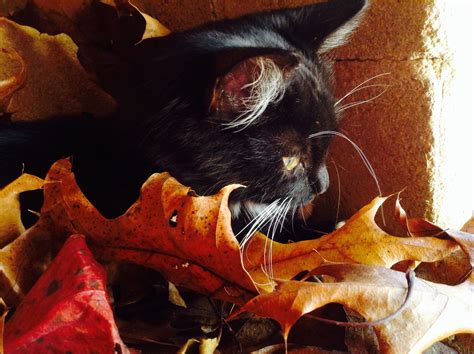 Leaves/kitten/cute/fall/cat photography | Fall cats, Cat photography ...