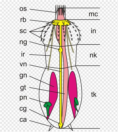 Kinorhyncha Priapulida 동물 회충 해부학, 생물, 각도, 본문, 다른 사람 png | PNGWing