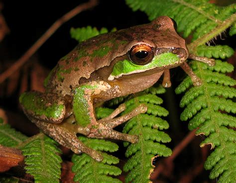 File:New England Tree Frog - Litoria subglandulosa.jpg - Wikipedia