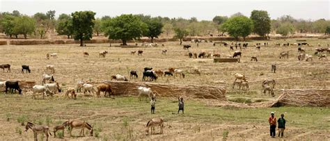 In drought-prone Sahel, rain still remains a gift only few farmers can ...