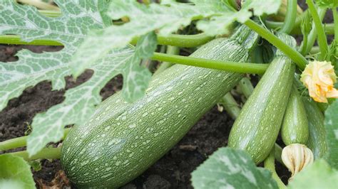 Quick Tips for Harvesting Zucchini and Zucchini Blossoms