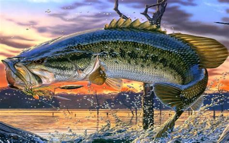 Largemouth Bass Fishing Wallpaper-t4hg9sj - Bass Fishing Screen Saver ...