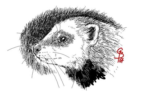 Ferret portrait | Ferret art, Ferret, Drawings