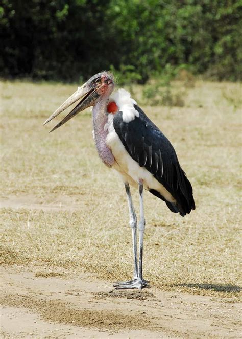 15 Ugly Facts About Africa's Marabou Stork (Leptoptilos crumeniferus ...