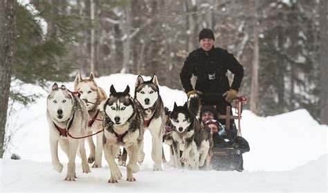 Dog Sled Tours by Green Mountain Mushers at Stratton Mountain Resort ...