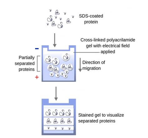 Polyacrylamide gel electrophoresis - Labster