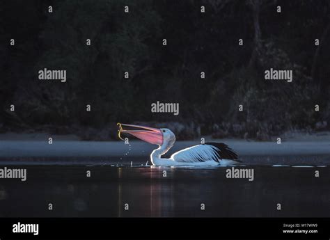 Pelican scenes. Australian pelicans in their natural habitat Stock ...