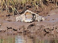 Mugger crocodile - Wikipedia