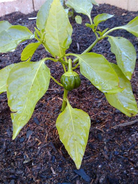 Capsicum annuum (Grossum Group) (Bell Pepper, Green Pepper, Red Pepper ...