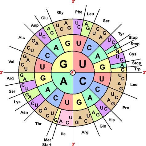 File:Codons aminoacids table.png - Wikimedia Commons