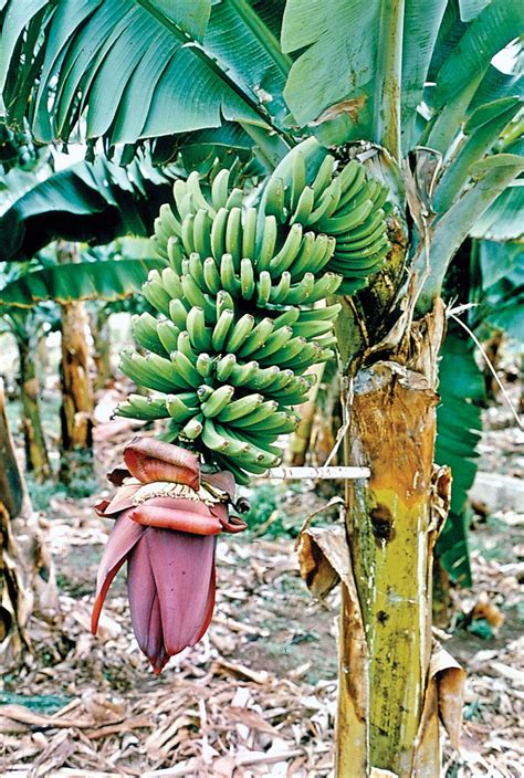 Banana | Description, History, Cultivation, Nutrition, Benefits ...