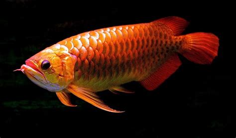 Gambar Ikan Arwana – Red Arowana | Ikan, Hewan, Binatang