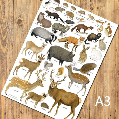 British Land Mammals Identification A3 Poster, Art Print, Chart