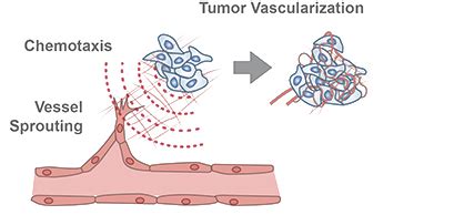 The Endothelial Cell