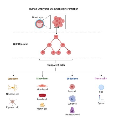 Stem Cells- Definition, Properties, Types, Uses, Challenges