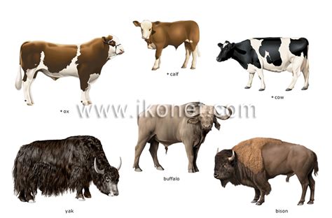 animal kingdom > ungulate mammals > examples of ungulate mammals image ...