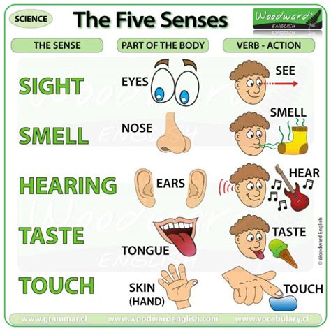 Five Senses in English | Woodward English