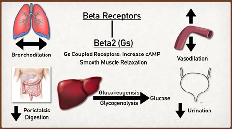 Beta Adrenergic Receptors: Types, Function, Location, Stimulation ...