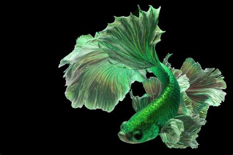 Green Betta Fish: A Rare Shade of Beauty