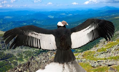 Observer le vol du condor des Andes dans la région d’Arequipa - Pasión ...