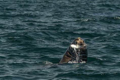 Sea lion hunting a fish stock image. Image of diving - 245034531