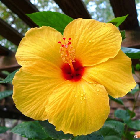 Tropical Hibiscus — Green Acres Nursery & Supply