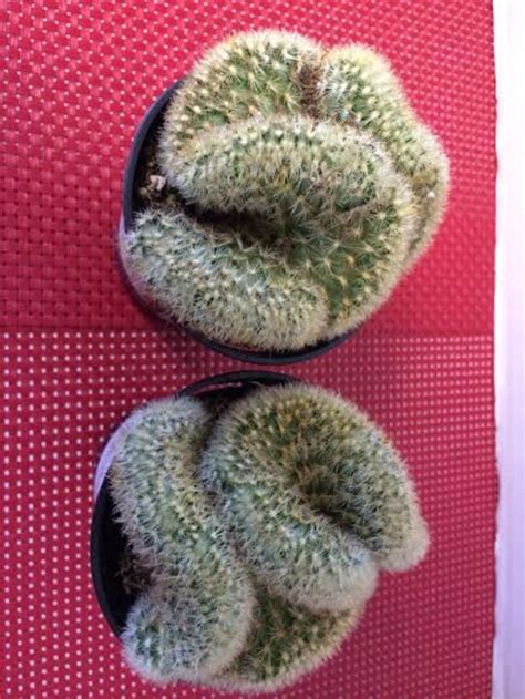 Cactus Plant Brain Cactus certainly resembles the human brain