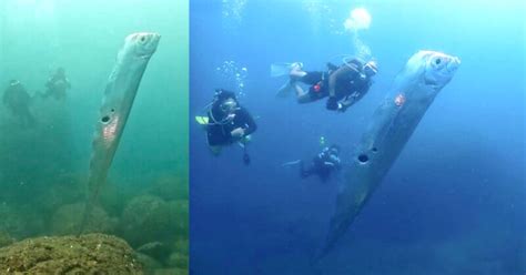 Giant Deep Sea Oarfish is Filmed by Divers in Rare Encounter | PetaPixel