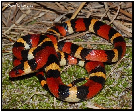 Scarlet Kingsnake | Florida Backyard Snakes