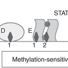 The perforin gene proximal enhancer, beginning \u22121411\u200Abp ...