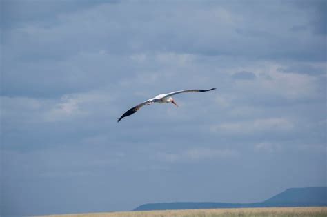 Premium Photo | Two birds flying in the sky with one flying in the air.