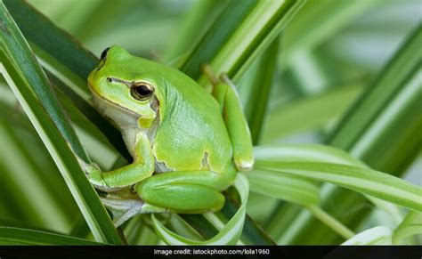 This Pic Of Frog Eating Snake Is Startling. Sure You Want To See It?