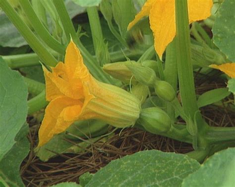 Pin by Ann Welch on Pumpkin Patch | Growing pumpkins, Planting pumpkins ...