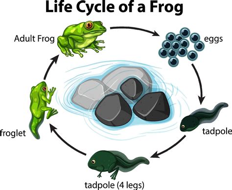 Life Cycle Frog Diagram