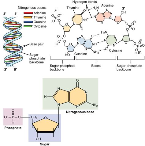 File:0322 DNA Nucleotides.jpg - Wikimedia Commons