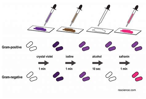 Gram Stain Steps | Microbiology | Microbiology, Medical laboratory ...