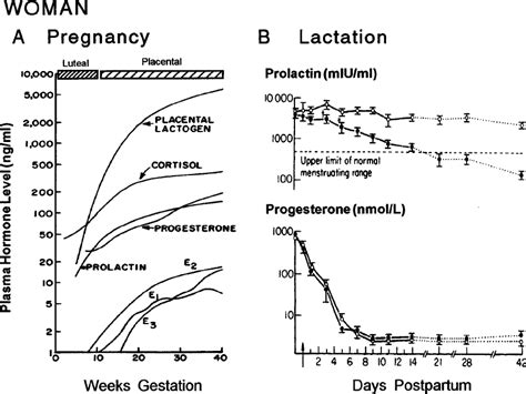 Estrogen Levels During Pregnancy Chart: A Visual Reference of Charts ...