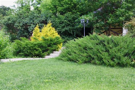 Types Of Evergreen Bushes: Common Evergreen Shrubs For Landscaping