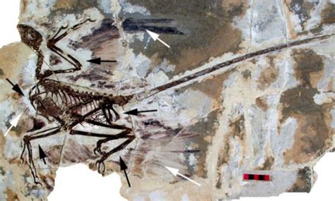 Fossil Birds with Four Wings - Neatorama