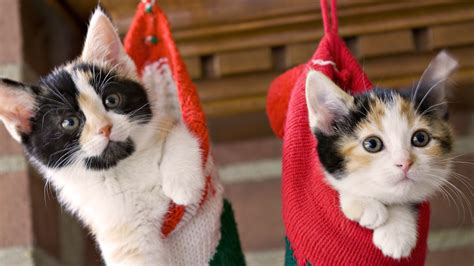 Christmas Kitten Wallpaper (67+ pictures) - WallpaperSet