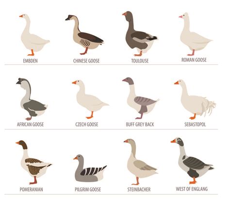 Breeds of Geese | Community Chickens