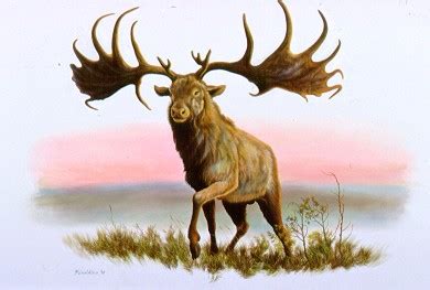 Irish Elk Facts, Habitat, Pictures, Behavior, Antlers and Range