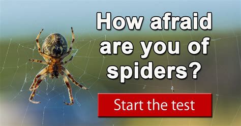 How afraid of spiders are you?