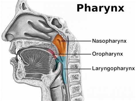 Pharynx Function