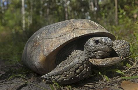 Gopher tortoises in the South should be on endangered list, groups say ...