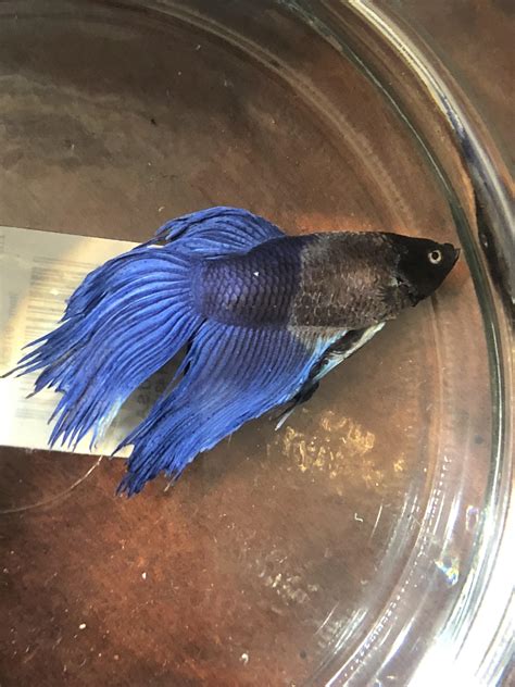 Betta fish went from active/healthy to THIS is less than 24 hours : r ...