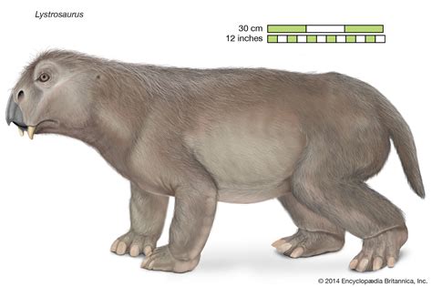 Proto Mammals Definition - Pets Lovers